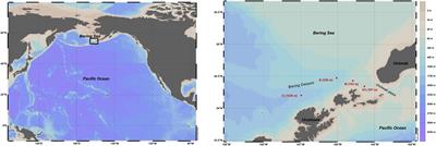 Foraminiferal Ecology and Role in Nitrogen Benthic Cycle in the Hypoxic Southeastern Bering Sea